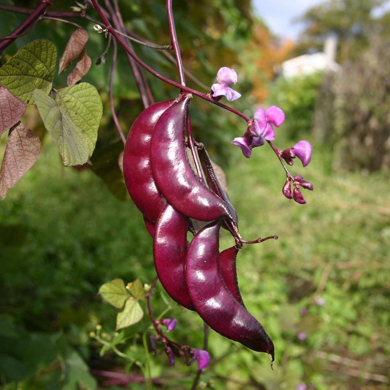 Hyacinth Beans