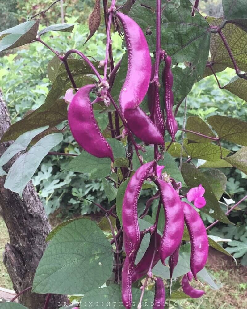 Hyacinth Beans