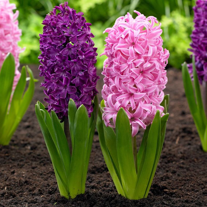 Hyacinth Harmony