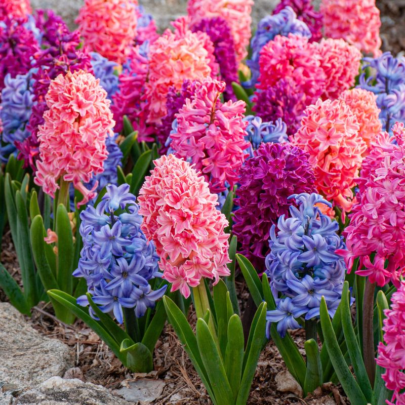 Hyacinths