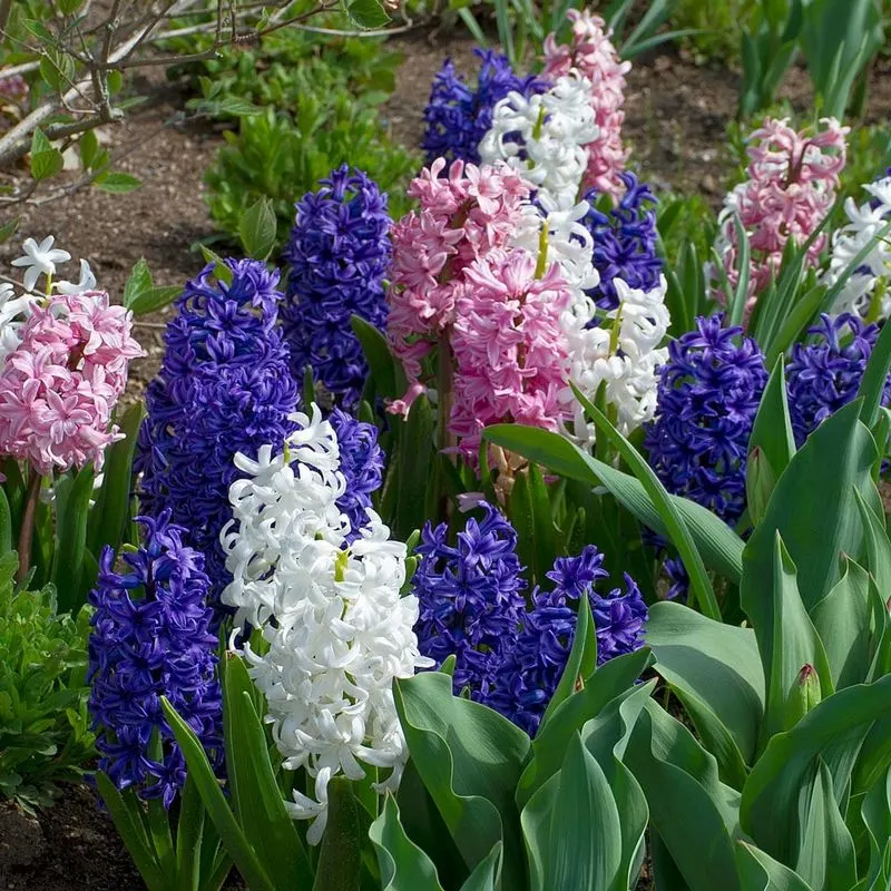 Hyacinths