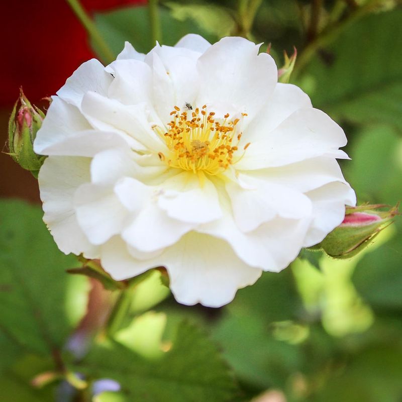 Hybrid Musk Rose