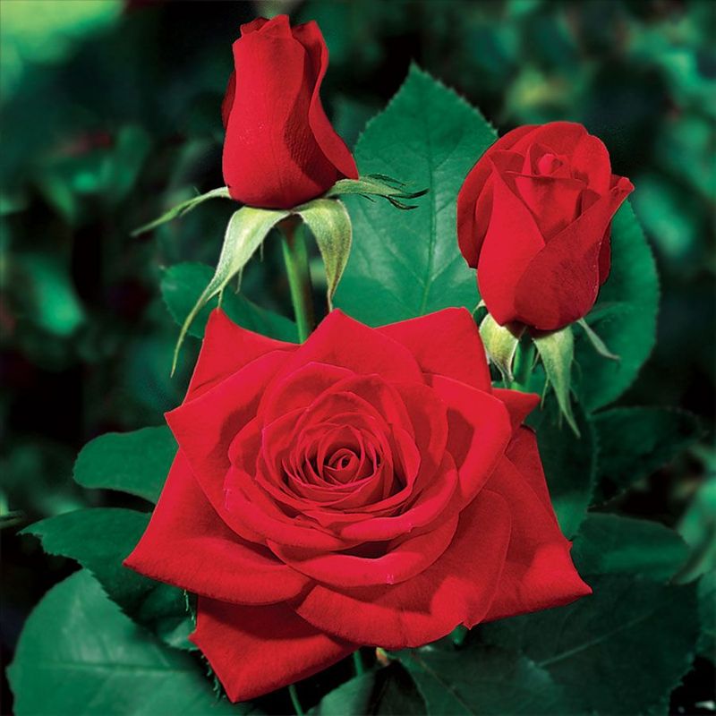 Hybrid Tea Rose