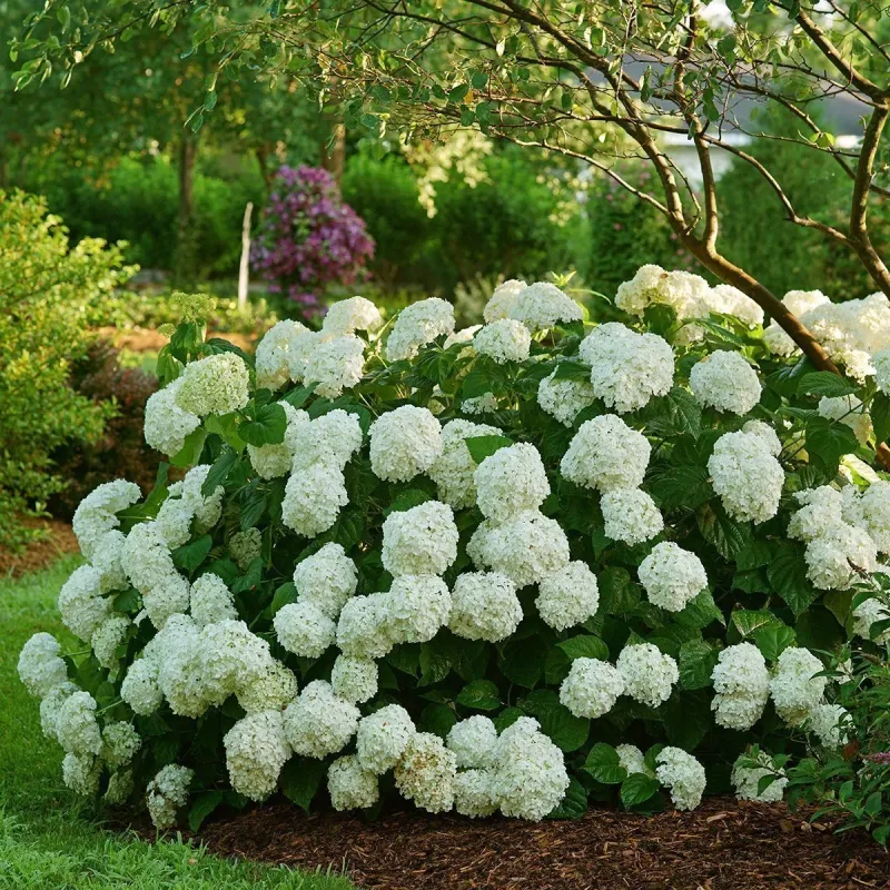 Hydrangea