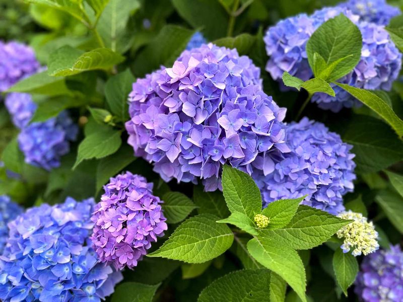 Hydrangea