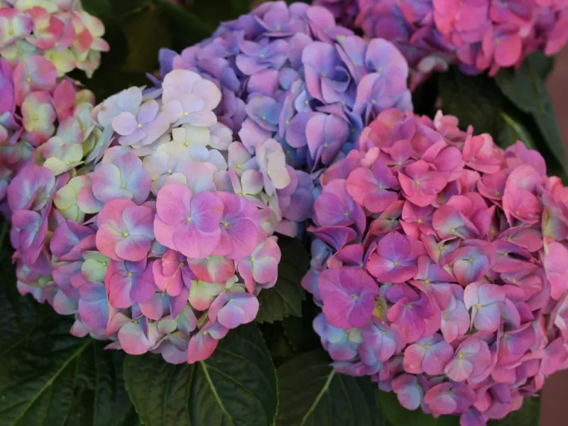 Hydrangea