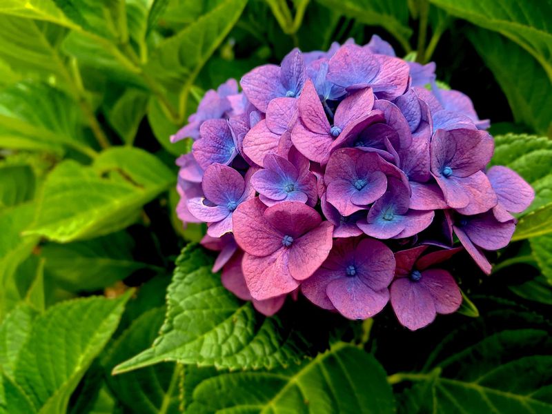 Hydrangea