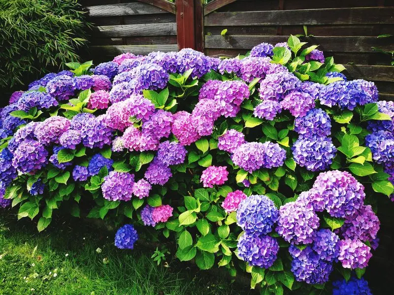 Hydrangea