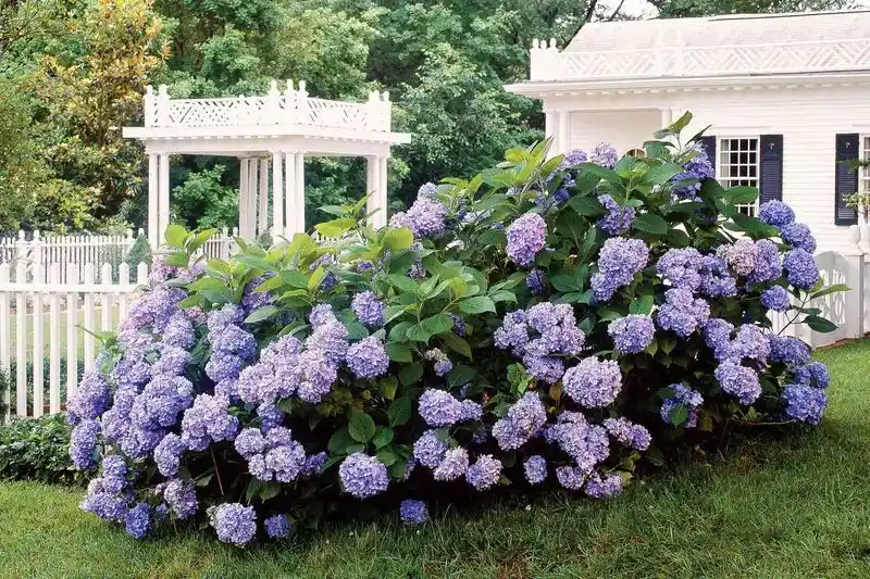 Hydrangea Bushes