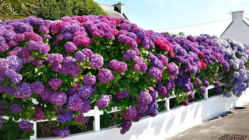 Hydrangea Hedge