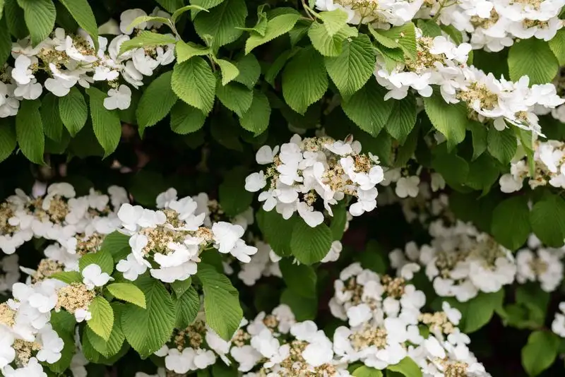 Hydrangea Vine