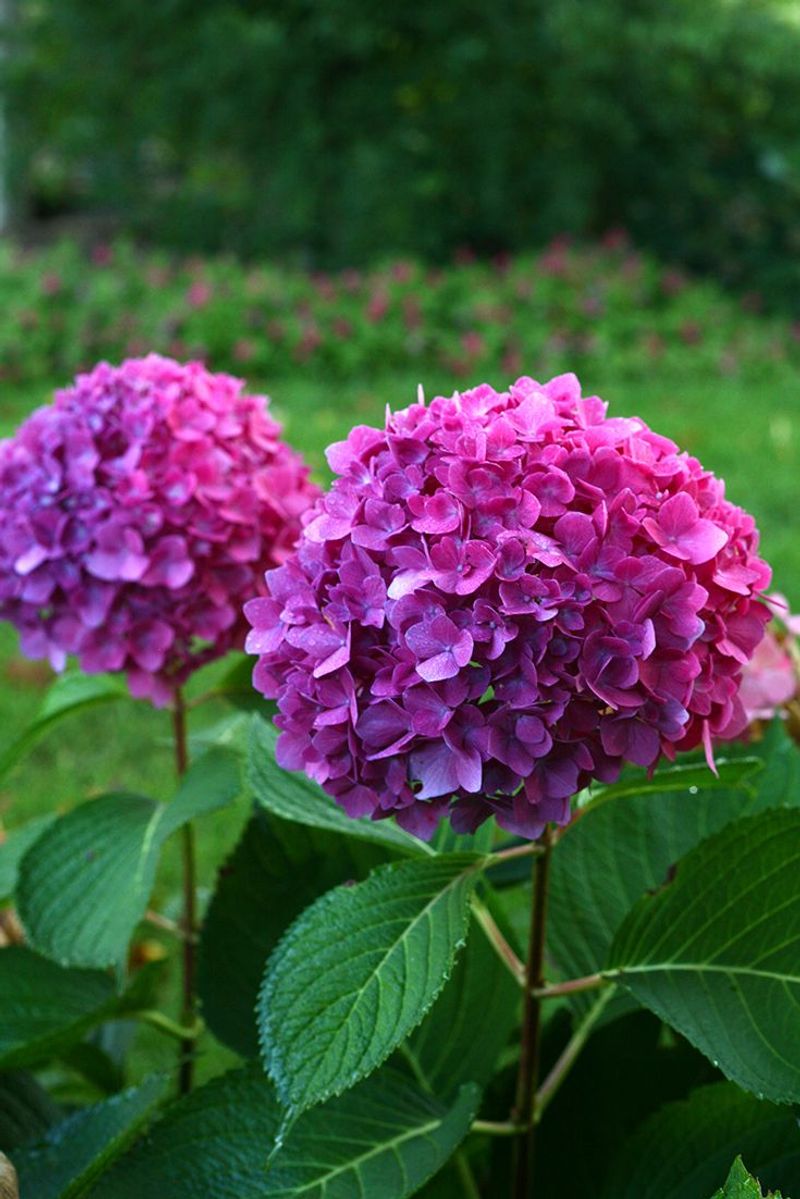 Hydrangea