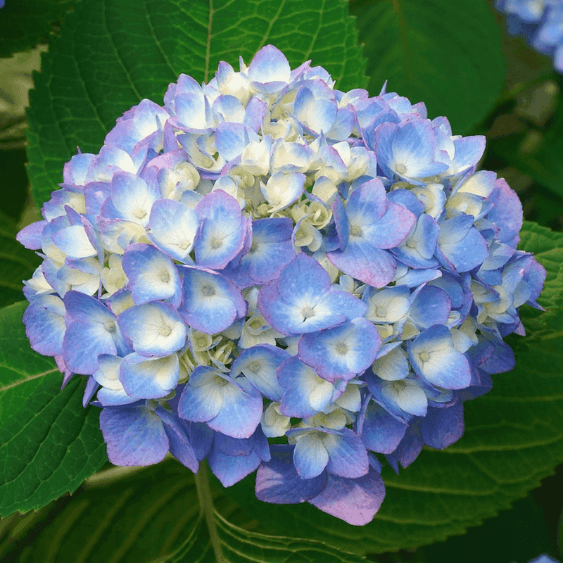 Hydrangea