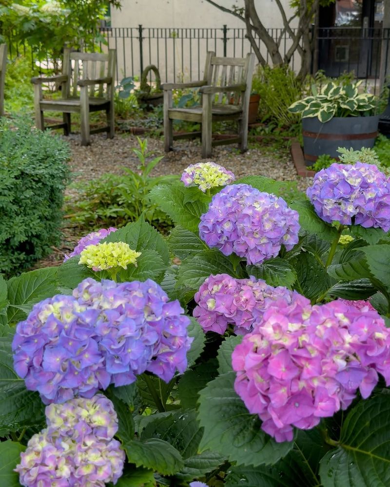 Hydrangeas