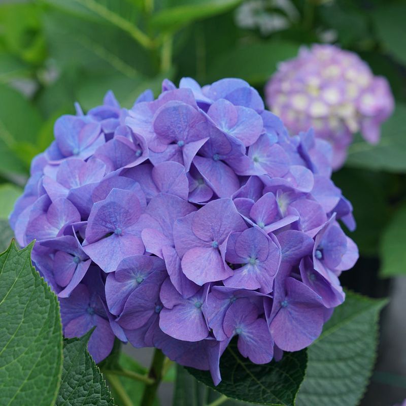 Hydrangeas