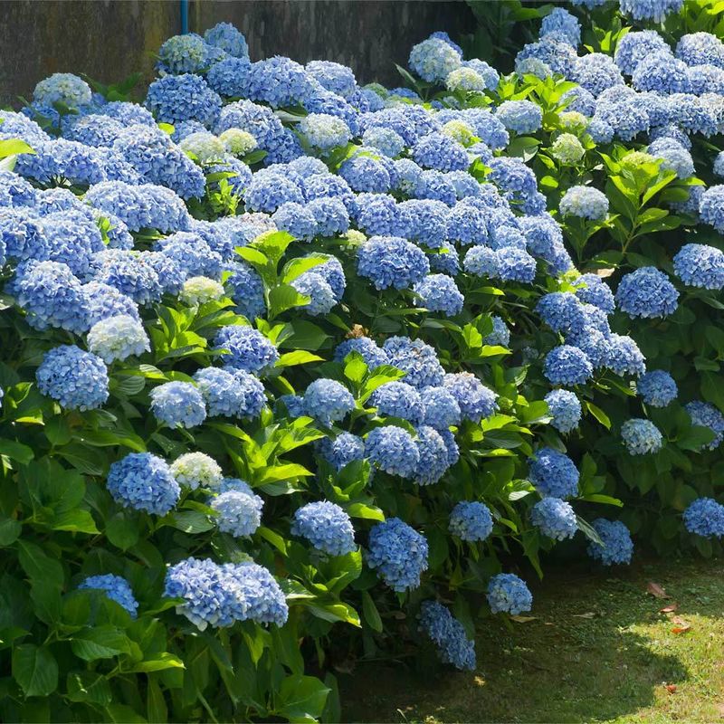 Hydrangeas