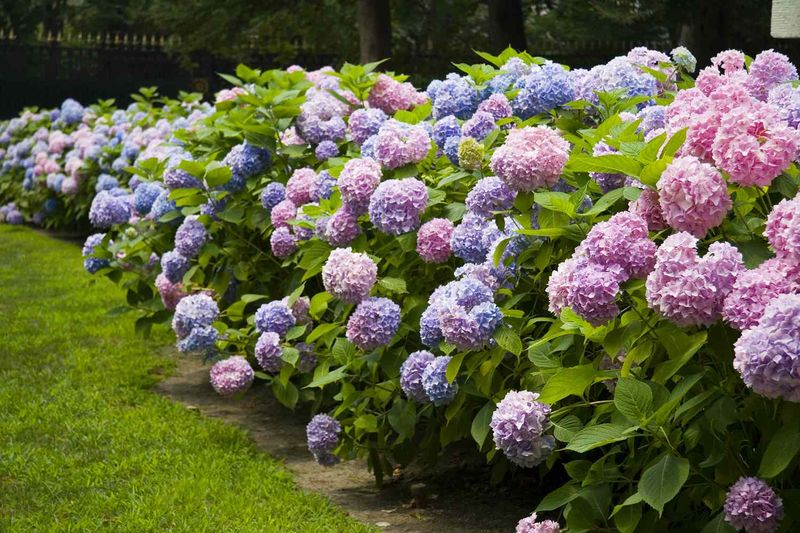 Hydrangeas