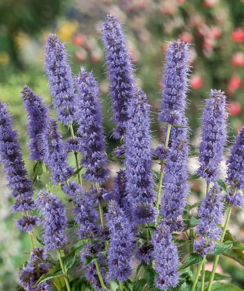 Hyssop