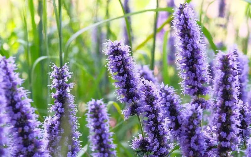 Hyssop