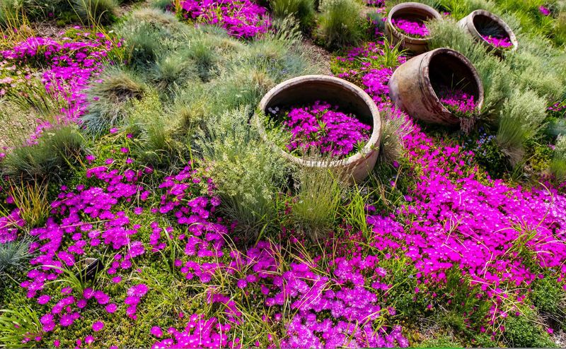 Ice Plant