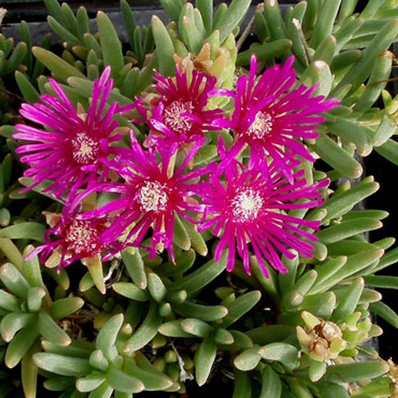 Ice Plant