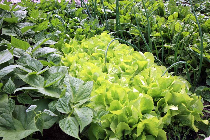 Ignoring Companion Planting