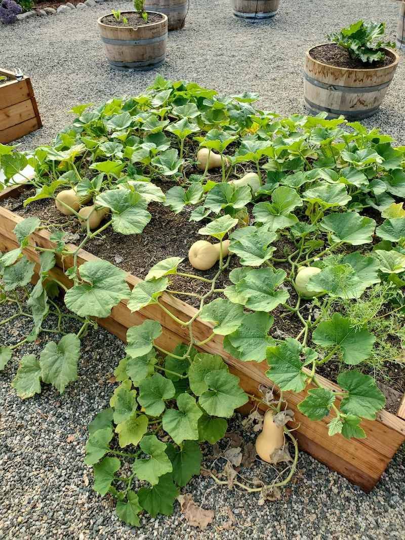 Ignoring Crop Rotation