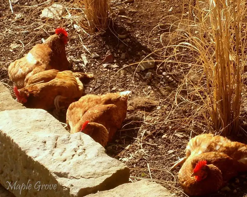 Ignoring Dust Bath Needs