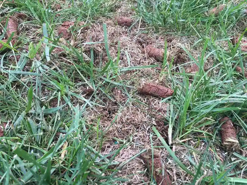 Ignoring Lawn Aeration Before Fertilizing