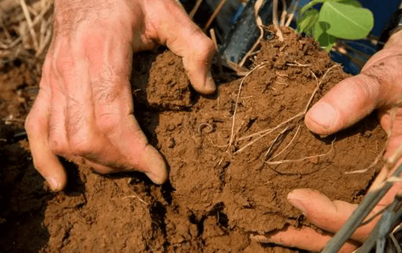 Ignoring Soil Health