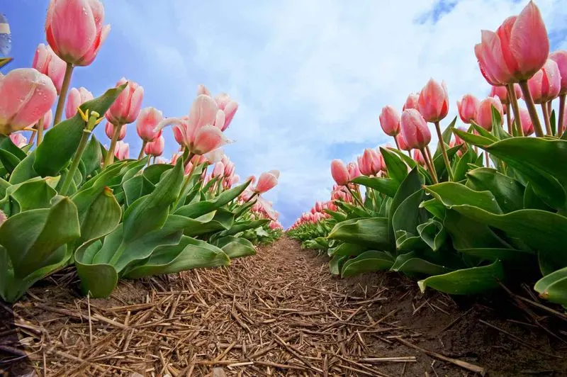 Ignoring Soil Quality