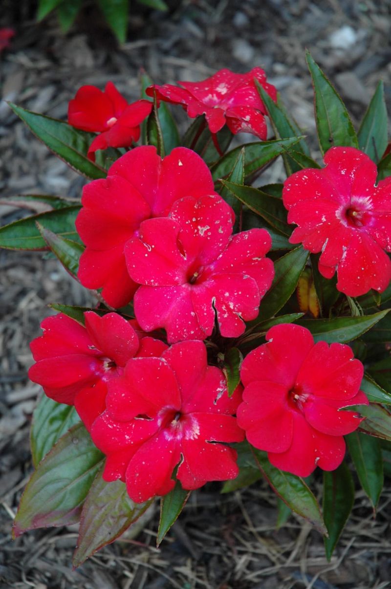 Impatiens