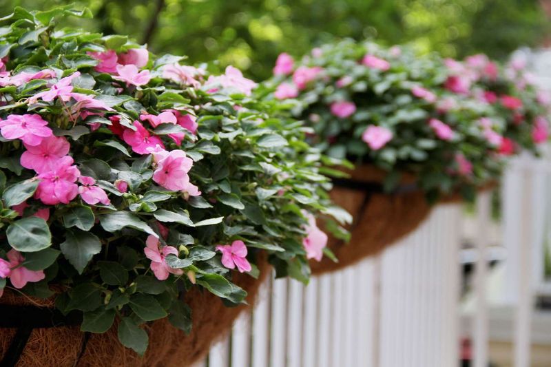 Impatiens