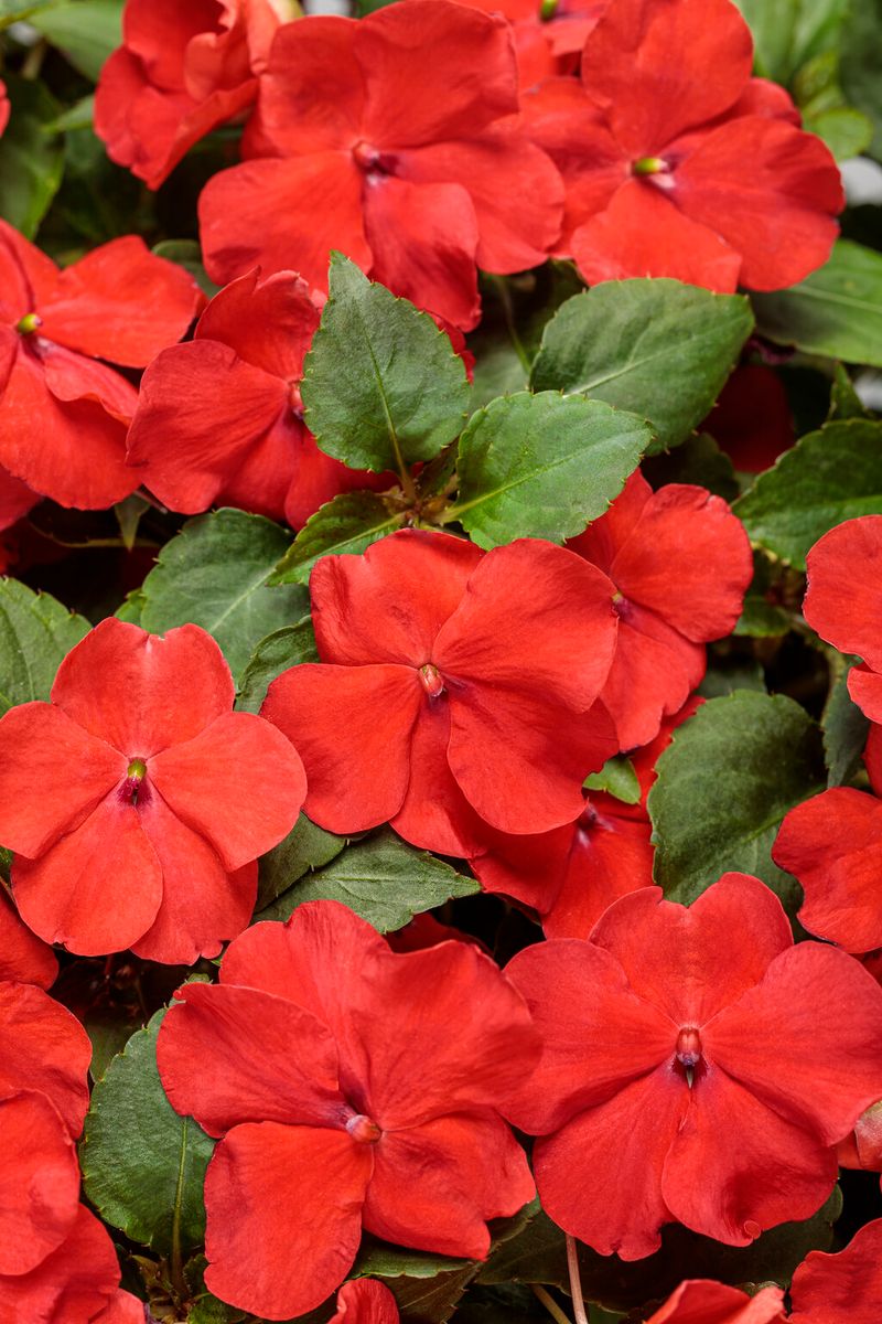 Impatiens