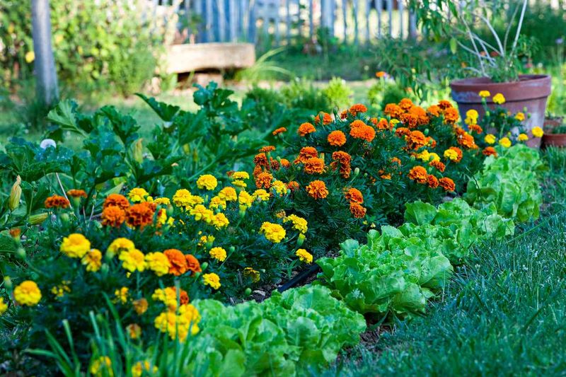 Implement Companion Planting