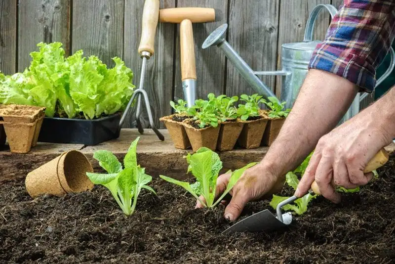 Implement Watering Strategies