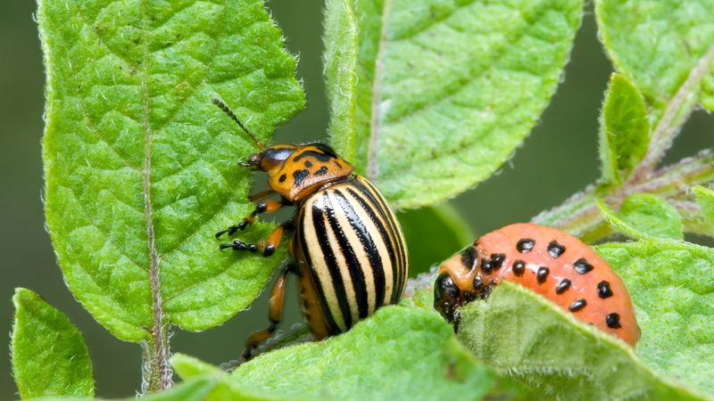 Implementing Biological Control Agents