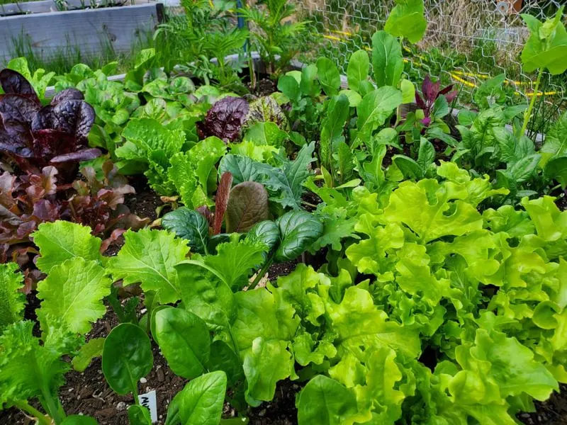 Improper Plant Spacing