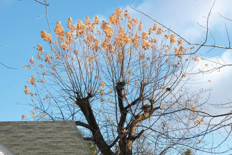 Improper Pruning Techniques