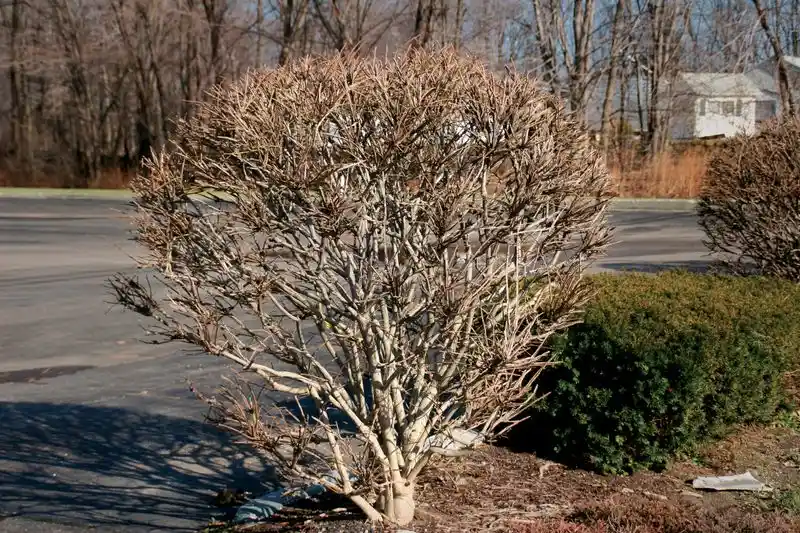Improper Pruning Techniques