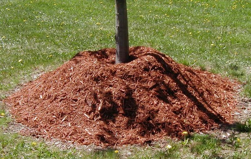 Improper Use of Mulch