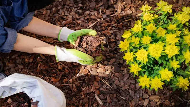 Inadequate Mulching