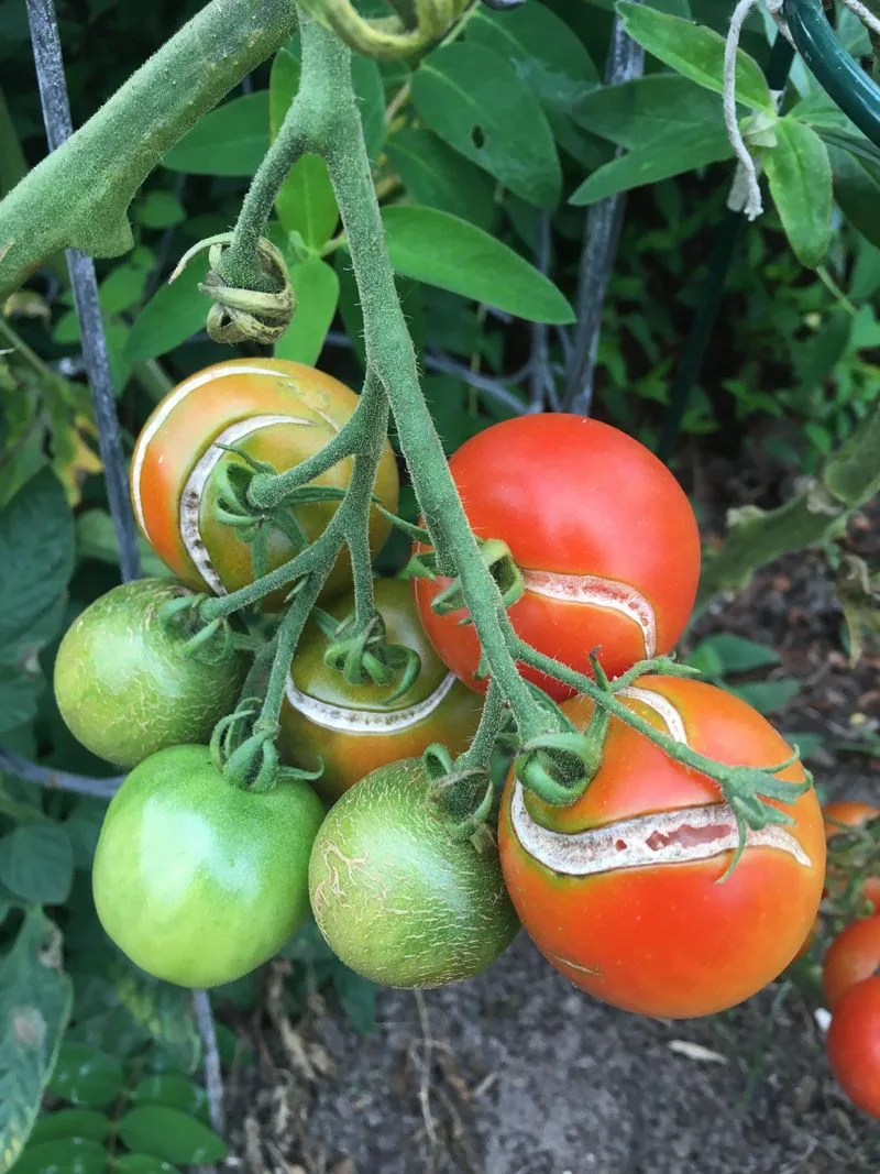 Inconsistent Watering