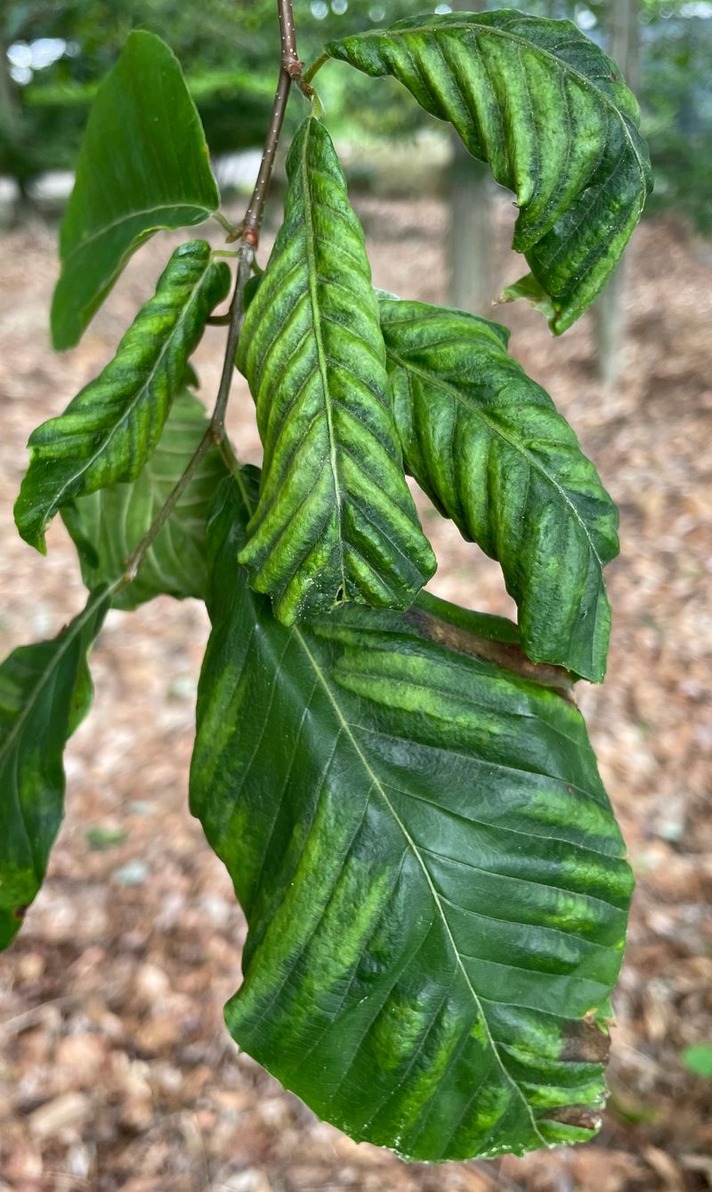 Increased Risk of Plant Mortality