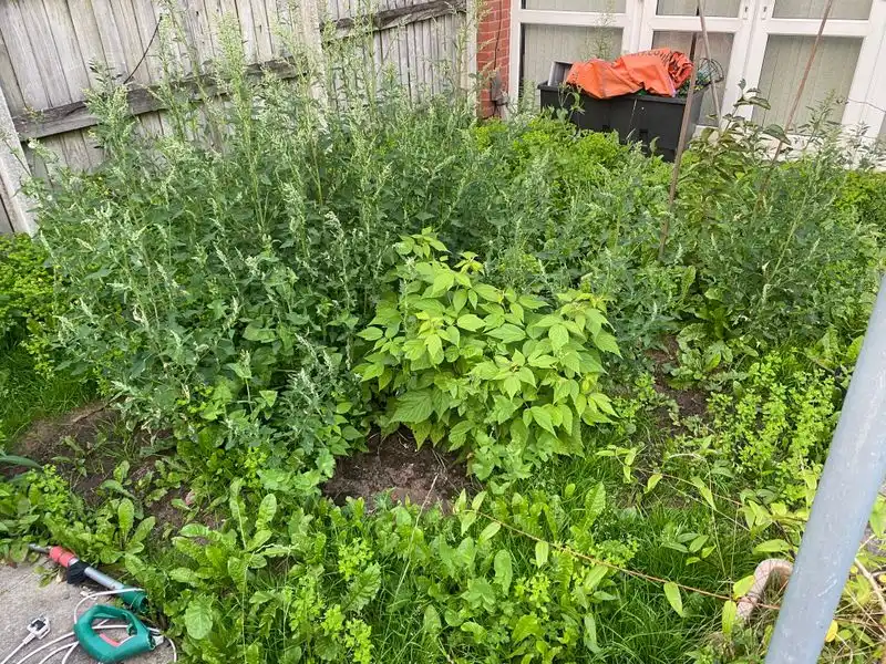 Increased Weed Growth