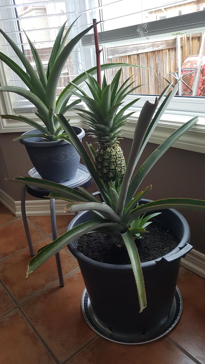 Indoor vs Outdoor Growth