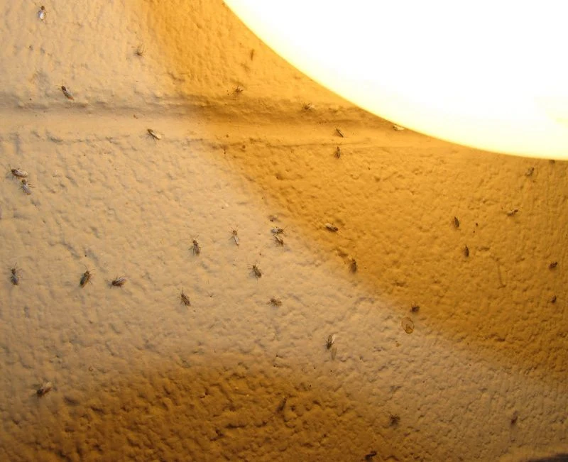 Insect Infestations