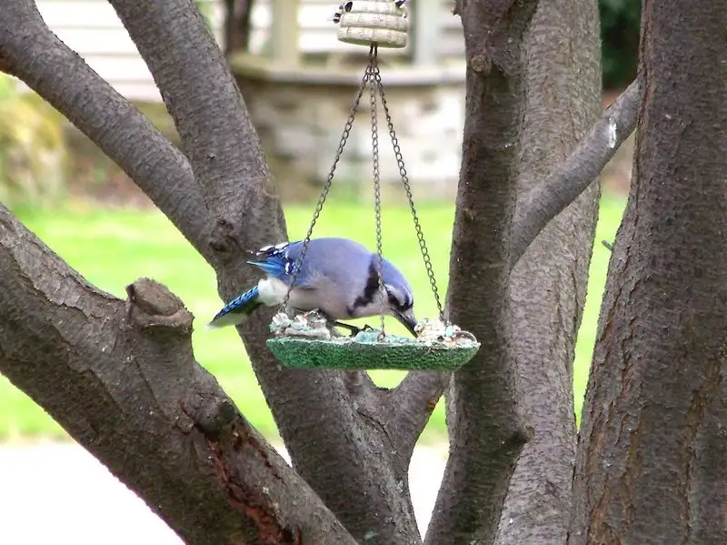 Install Bird Feeders