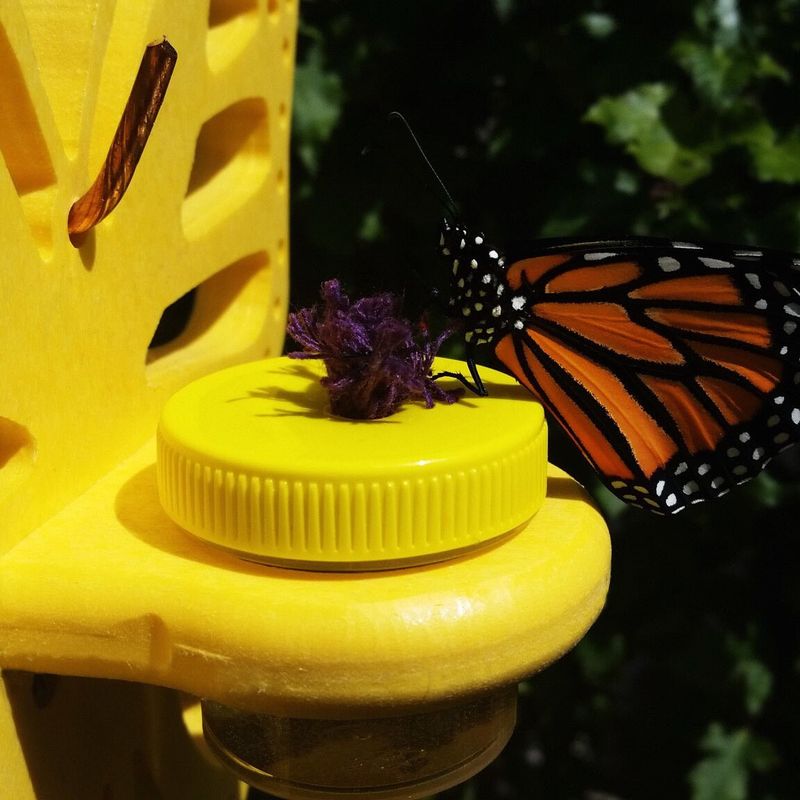 Install Butterfly Feeders