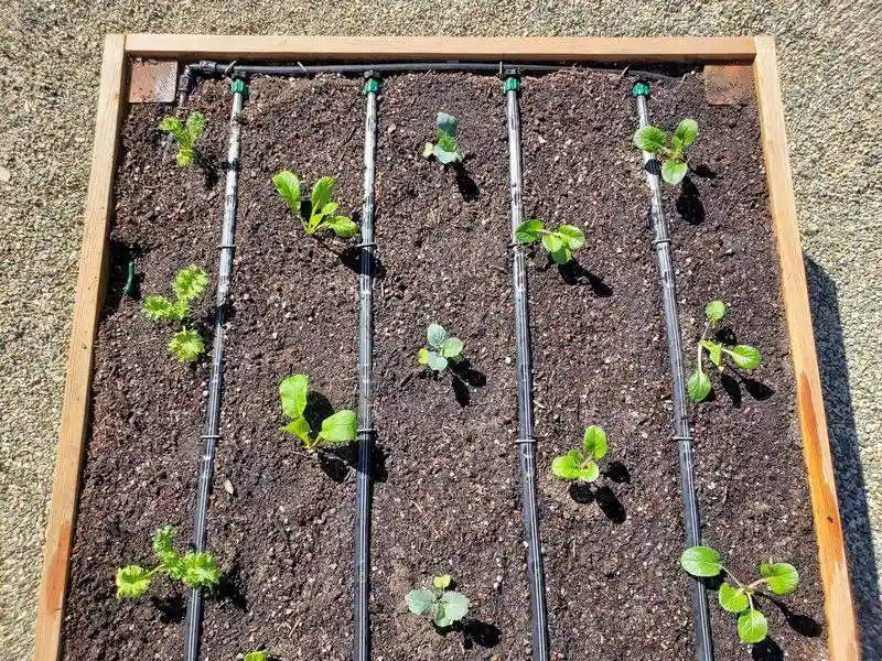 Install Drip Irrigation for Efficiency